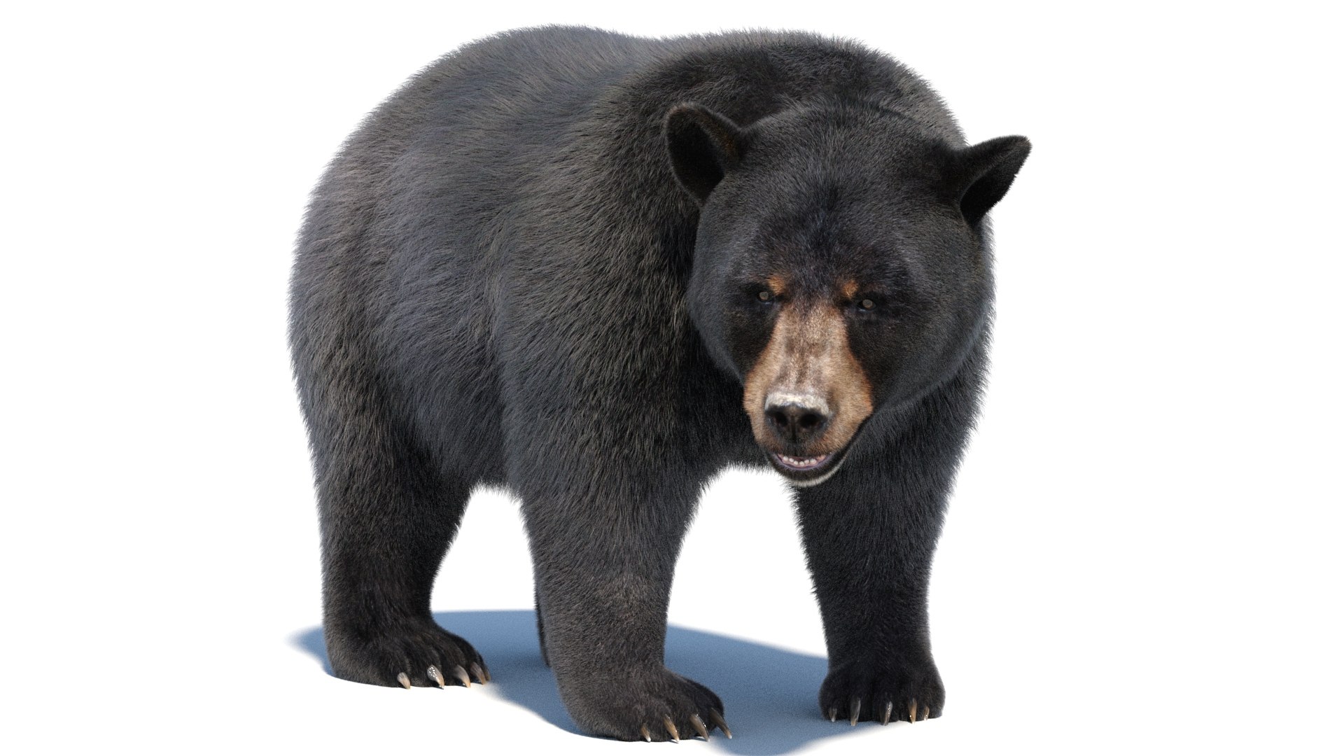 Black Bear Animated Fur Advanced 3D https://p.turbosquid.com/ts-thumb/k7/af4Ljy/46/black_bear_animated_fur02/jpg/1699340675/1920x1080/fit_q87/156c47207ec84bb0643b3ebd3237d96c15577b48/black_bear_animated_fur02.jpg