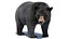 Black Bear Animated Fur Advanced 3D