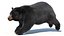 Black Bear Animated Fur Advanced 3D
