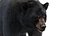 Black Bear Animated Fur Advanced 3D
