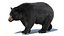 Black Bear Animated Fur Advanced 3D