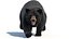 Black Bear Animated Fur Advanced 3D
