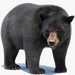 Black Bear Animated Fur Advanced 3D