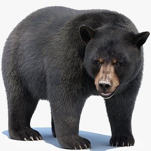 Black Bear Animated Fur Advanced