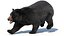 Black Bear Animated Fur Advanced 3D