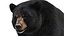Black Bear Animated Fur Advanced 3D