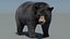 Black Bear Animated Fur Advanced 3D