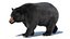 Black Bear Animated Fur Advanced 3D