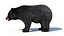Black Bear Animated Fur Advanced 3D