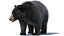 Black Bear Animated Fur Advanced 3D