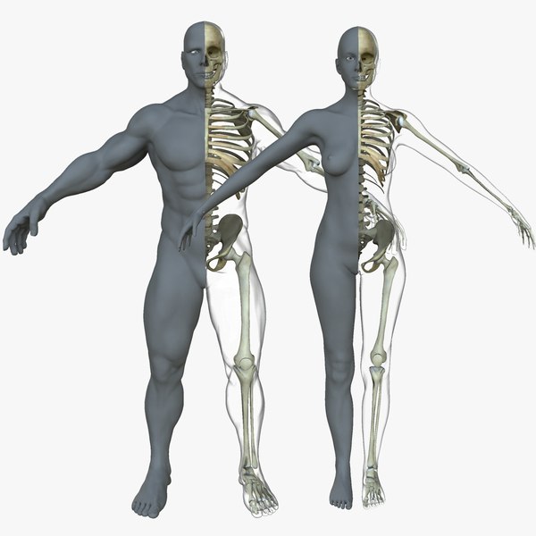 Femmina umana scheletro pongono permanente su bianco. 3D