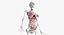 3D model female anatomy organs