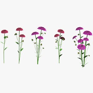 Arabian Night Flower Low Poly 3D model