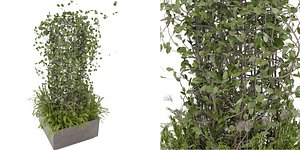 Collection plant vol 17 - blender model