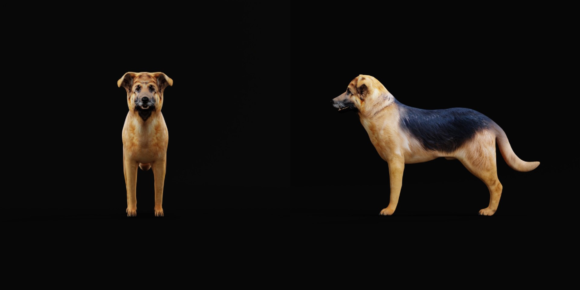 3D German Sheprador Dog https://p.turbosquid.com/ts-thumb/k7/smzZXG/78/german_sheprador8/png/1752345517/1920x1080/fit_q87/2fa63ff7f4e1707132b45e0dc291f4ad73ce75a6/german_sheprador8.jpg