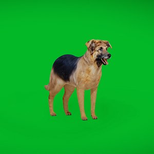 3D German Sheprador Dog