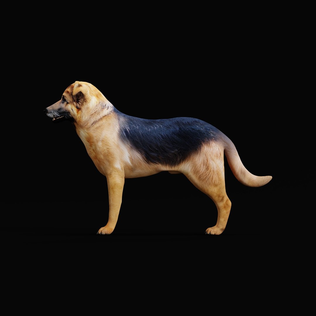3D German Sheprador Dog https://p.turbosquid.com/ts-thumb/k7/smzZXG/PD/skgermanshepradordogao_0000/jpg/1752345564/1920x1080/fit_q87/3829d5242f5ff707b8e4744fad26c4d44e1c2aca/skgermanshepradordogao_0000.jpg