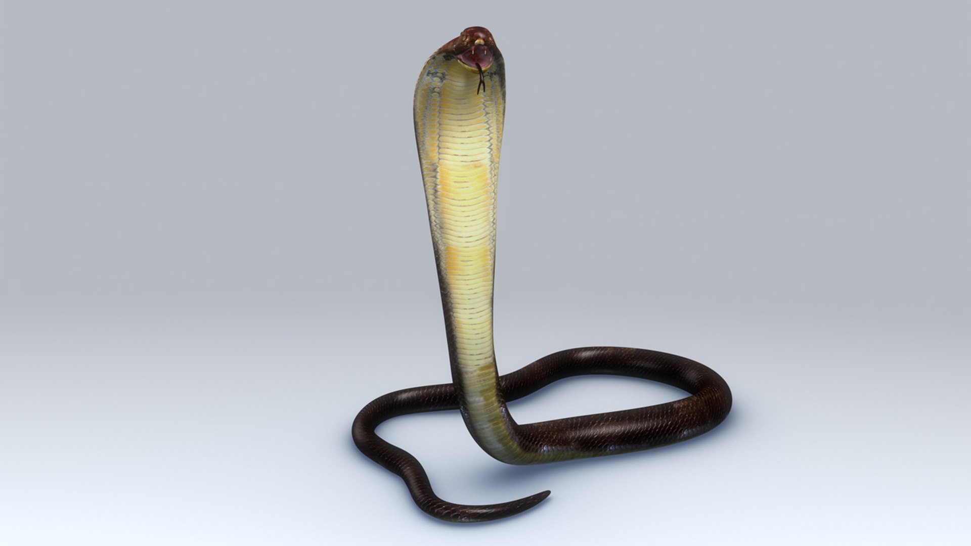 Snake Cobra - 3D Model by guninnik81