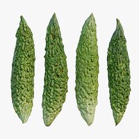 Japanese bitter melon