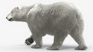 polar bear ma