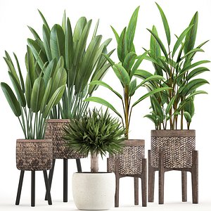 exotic plants 3D model