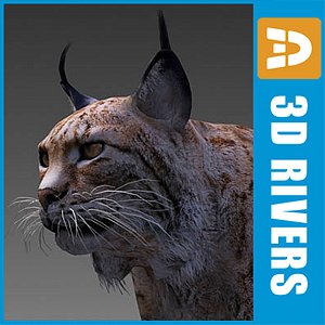 endangered animals iberian lynx 3d model