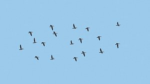 Realistic animated flying bird flock seagull version 3D model