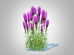 Liatris - purple gayfeather 3D model