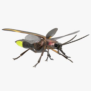 Glowing Photinus Pyralis Fur Rigged