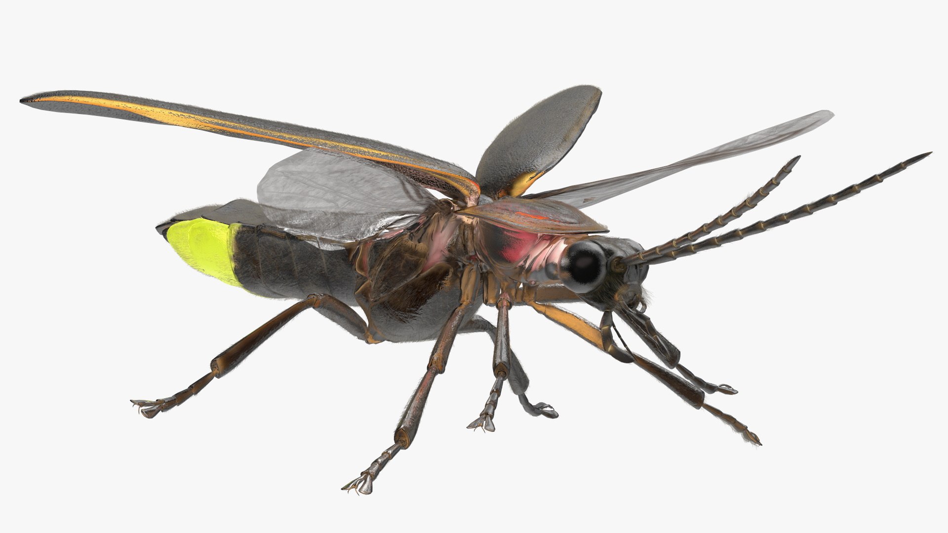 Glowing Photinus Pyralis Fur Rigged 3D model preview