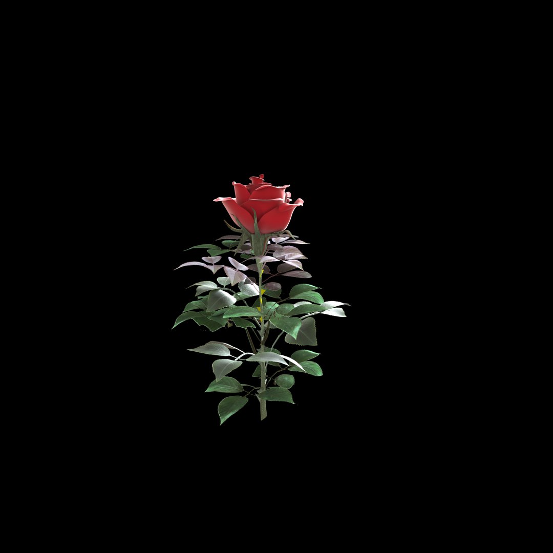 maya realistic rose flower https://p.turbosquid.com/ts-thumb/k8/eRG4uK/A58myefe/rose4/png/1398347558/1920x1080/fit_q87/fdf5f693848251f252d2bb05ba8cc4e1f74d886e/rose4.jpg