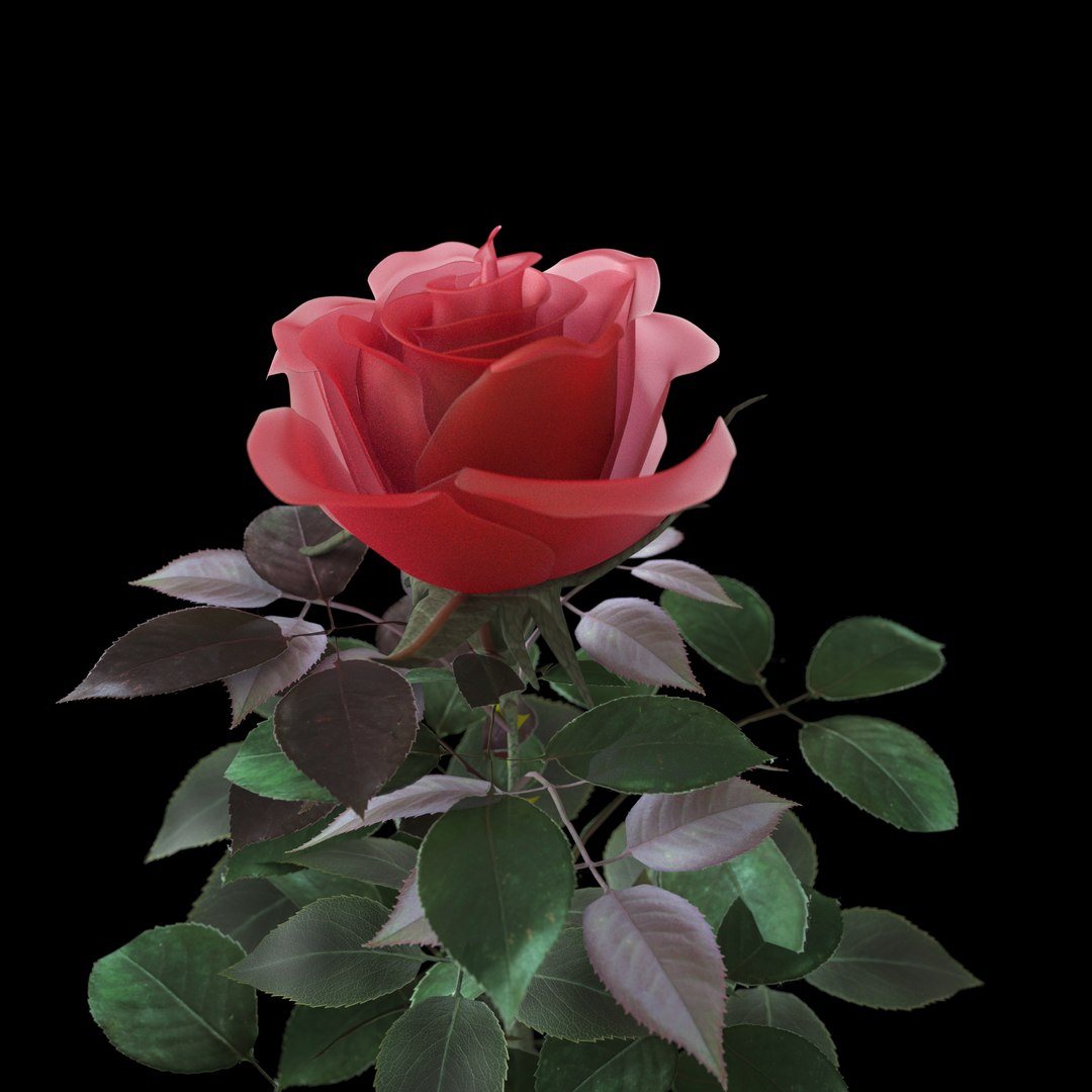 maya realistic rose flower https://p.turbosquid.com/ts-thumb/k8/eRG4uK/Qnw0kb9p/rose5/png/1398347558/1920x1080/fit_q87/7b2cc2f097c5697f1f8caf54d707f26b810077fc/rose5.jpg