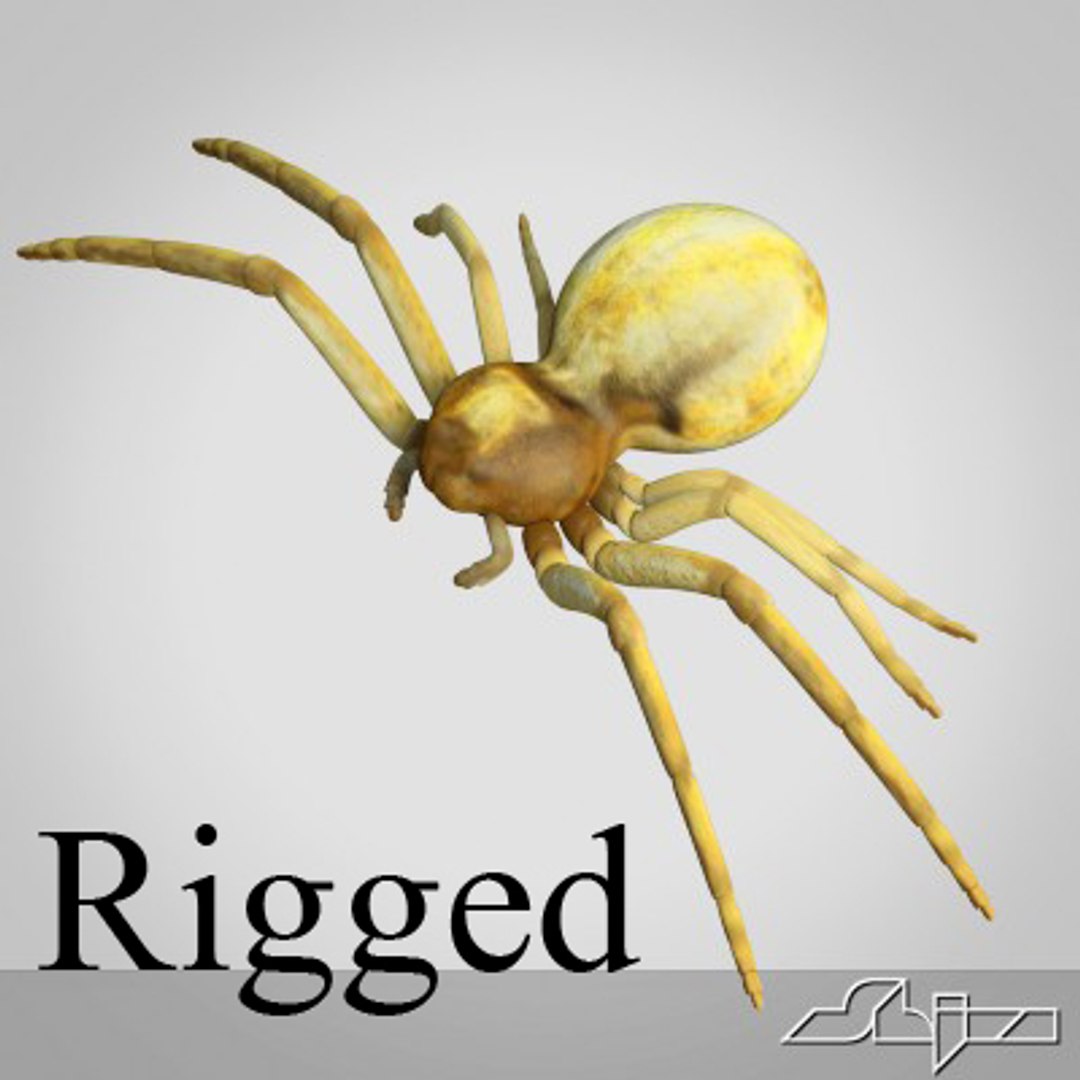 animation spider rigged max