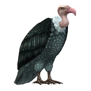 3D Vulture