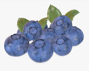 bluberries bilberry 3D model