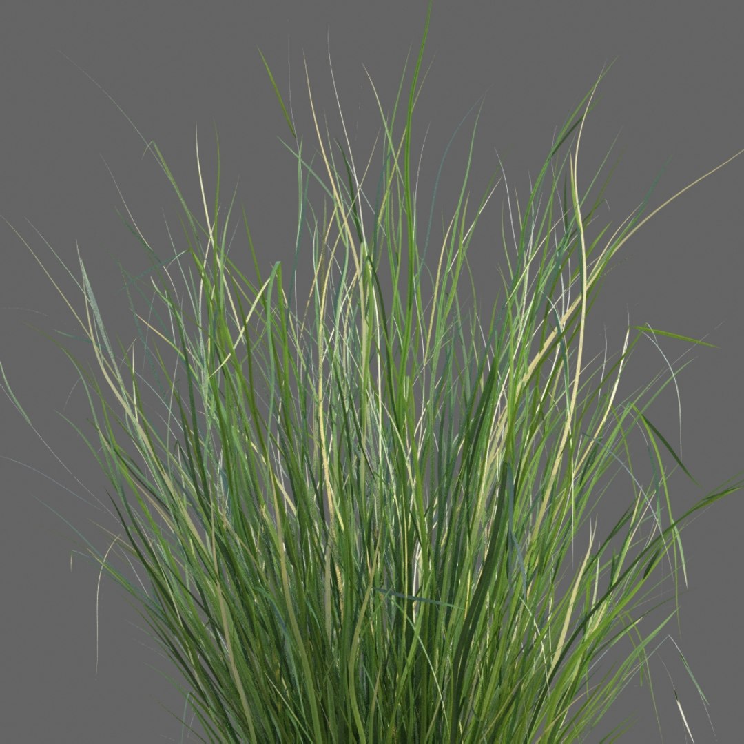 XfrogPlants Sand Cordgrass - Spartina Bakeri 3D model https://p.turbosquid.com/ts-thumb/k8/nZsXE7/BJ/spartina_bakeri_3/jpg/1622740315/1920x1080/fit_q87/0b40c9853264f24eee865fd618af0753286a9215/spartina_bakeri_3.jpg