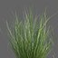 XfrogPlants Sand Cordgrass - Spartina Bakeri