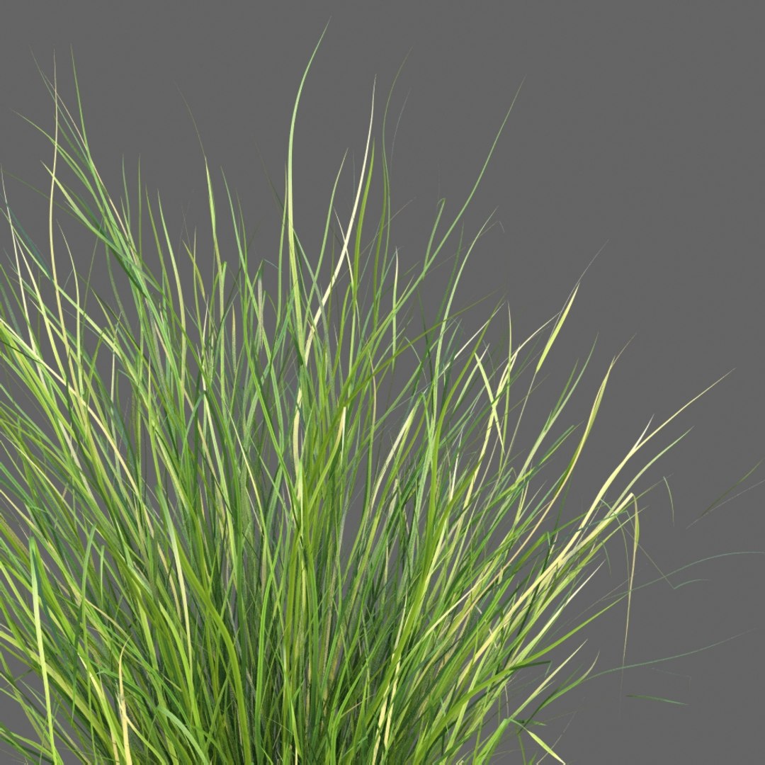 XfrogPlants Sand Cordgrass - Spartina Bakeri 3D model https://p.turbosquid.com/ts-thumb/k8/nZsXE7/Ul/spartina_bakeri_2/jpg/1622740314/1920x1080/fit_q87/89877a22d3d445a1848787699eacaa446721a1f1/spartina_bakeri_2.jpg
