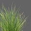 XfrogPlants Sand Cordgrass - Spartina Bakeri
