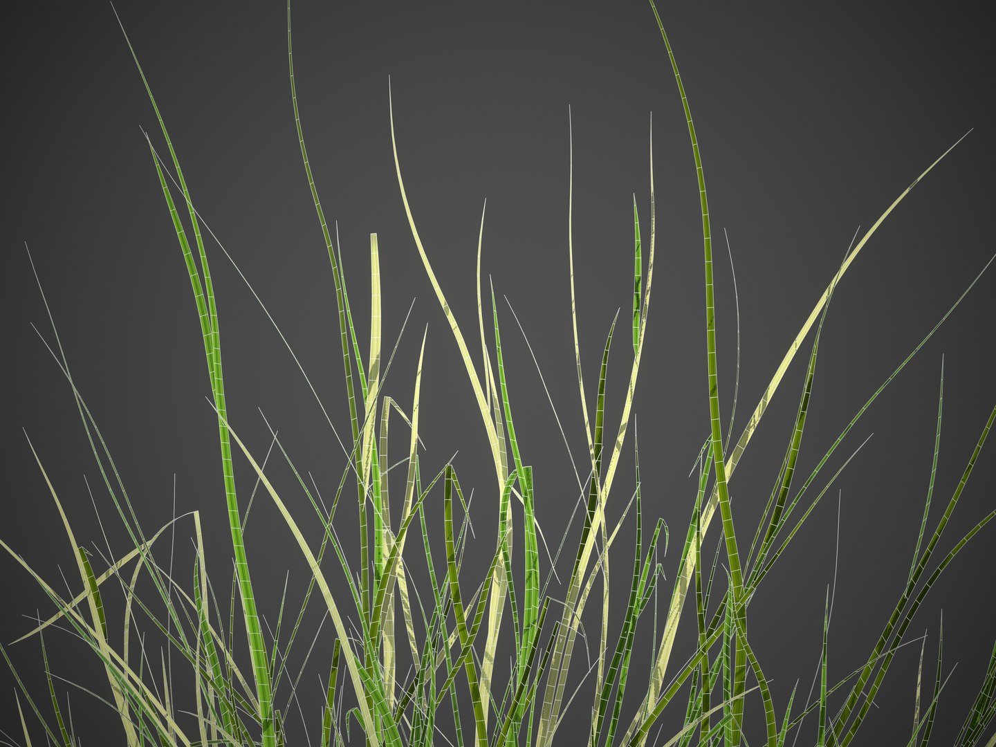 XfrogPlants Sand Cordgrass - Spartina Bakeri 3D model https://p.turbosquid.com/ts-thumb/k8/nZsXE7/Z7/screenshot007/jpg/1622740316/1920x1080/fit_q87/fa988011ff8a0fcba7746e5aec6132ebc1633c6e/screenshot007.jpg