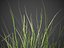XfrogPlants Sand Cordgrass - Spartina Bakeri