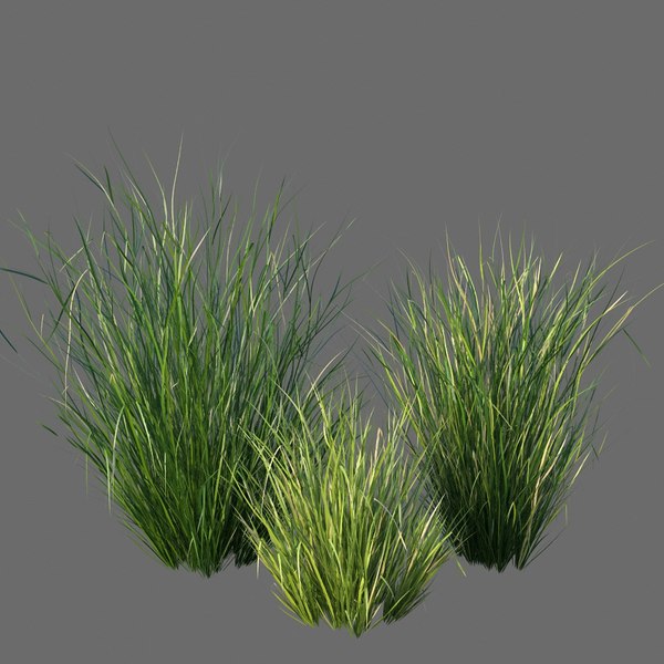 XfrogPlants Sand Cordgrass - Spartina Bakeri Modelo 3D - TurboSquid 1741612