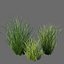 XfrogPlants Sand Cordgrass - Spartina Bakeri