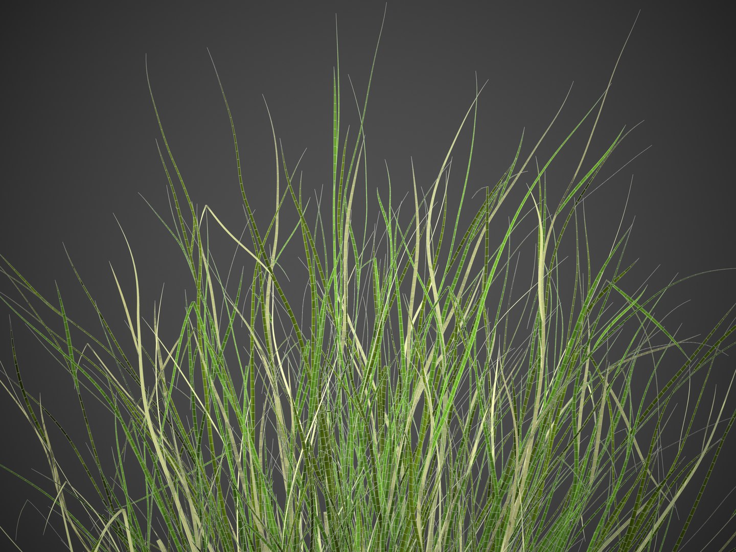XfrogPlants Sand Cordgrass - Spartina Bakeri 3D model https://p.turbosquid.com/ts-thumb/k8/nZsXE7/lH/screenshot006/jpg/1622740318/1920x1080/fit_q87/567d9c138264be602780869689db5d27268af09b/screenshot006.jpg