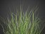 XfrogPlants Sand Cordgrass - Spartina Bakeri