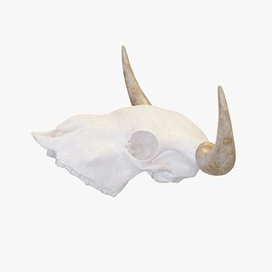 Cow Skull
