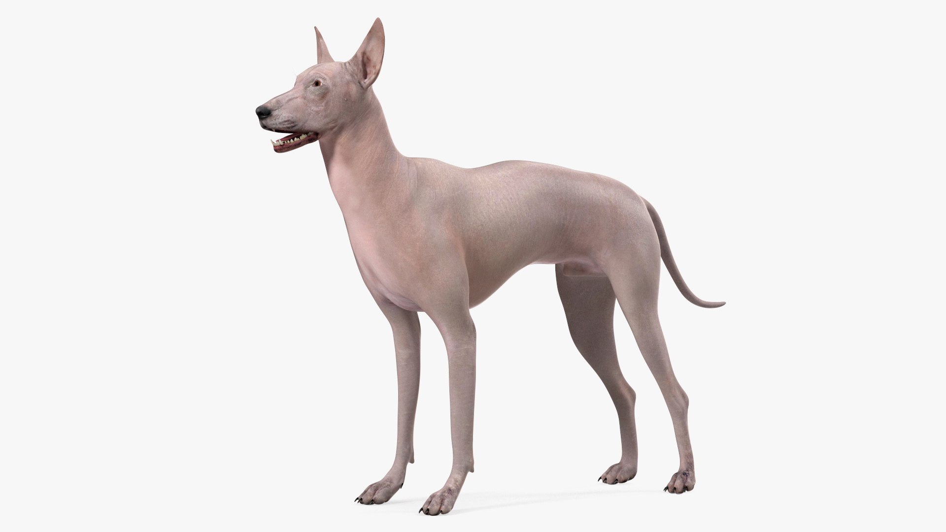 Large Dogs Rigged Collection 3 3D model preview