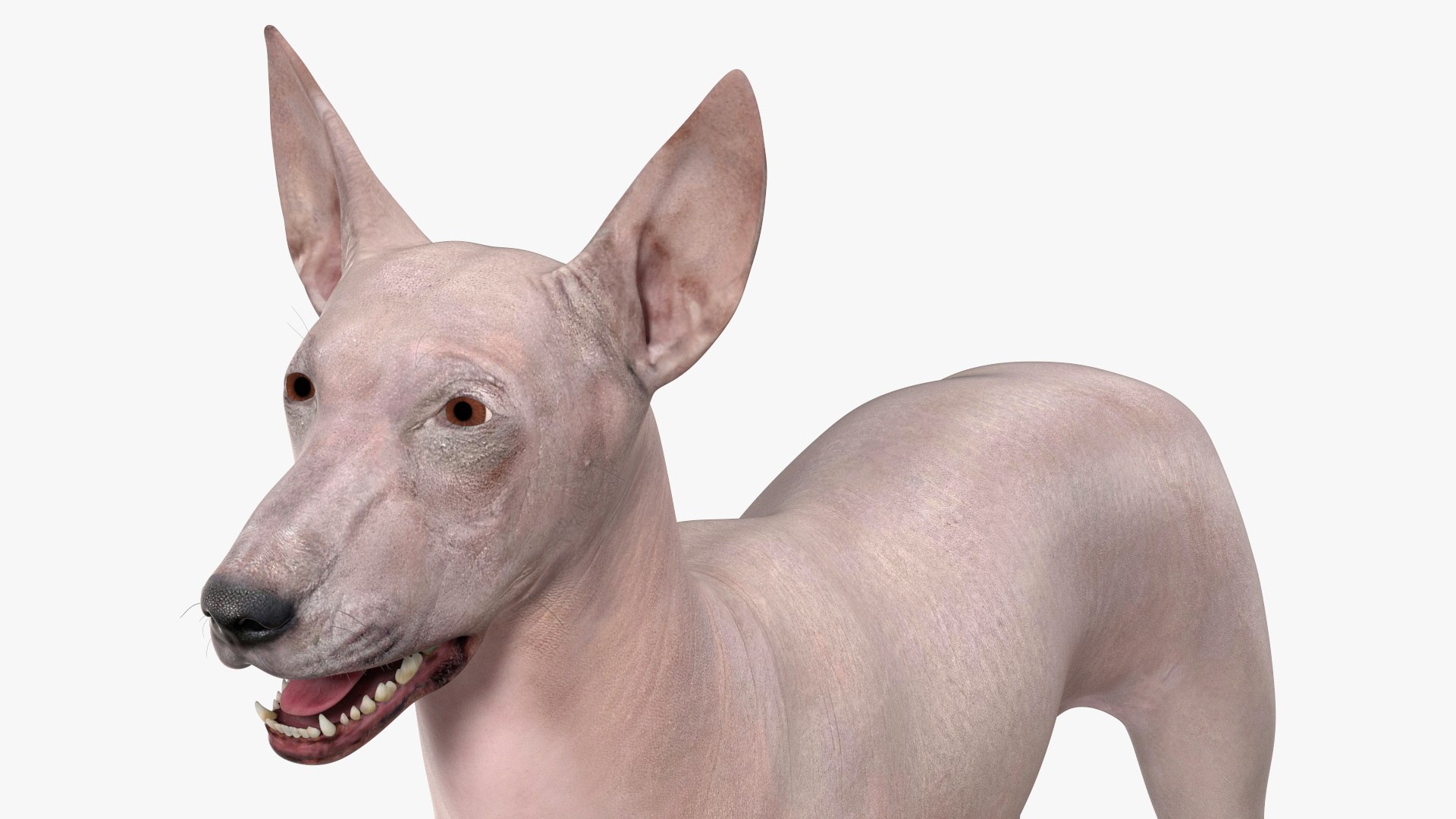 Xolo Hairless Mexican Dog Fawn Rigged 3D model TurboSquid 2086238