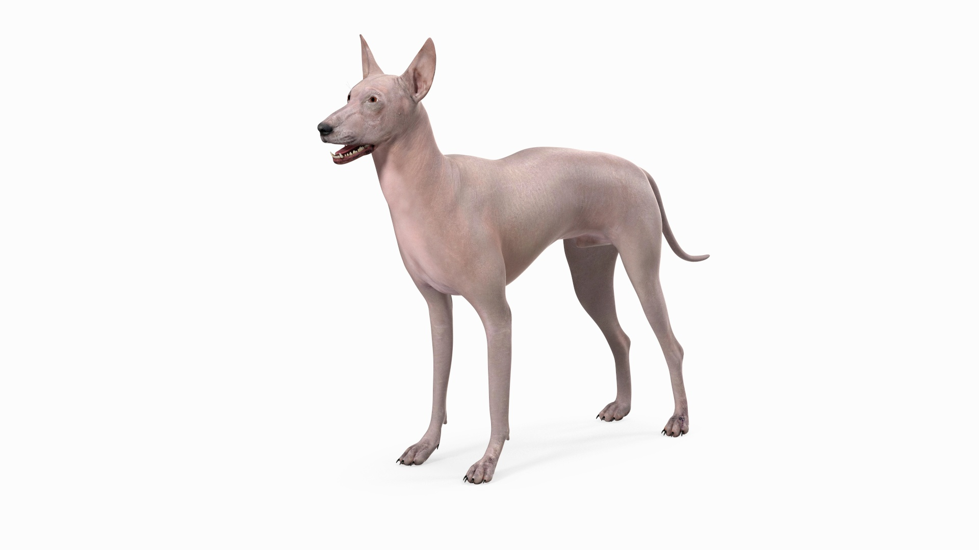 Hairless xolo sales