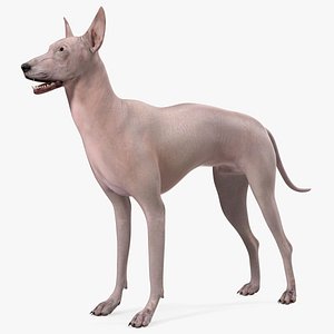 Xolo Hairless Mexican Dog Fawn Rigged 3D model